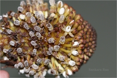 Balanophora fungosa subsp. indica